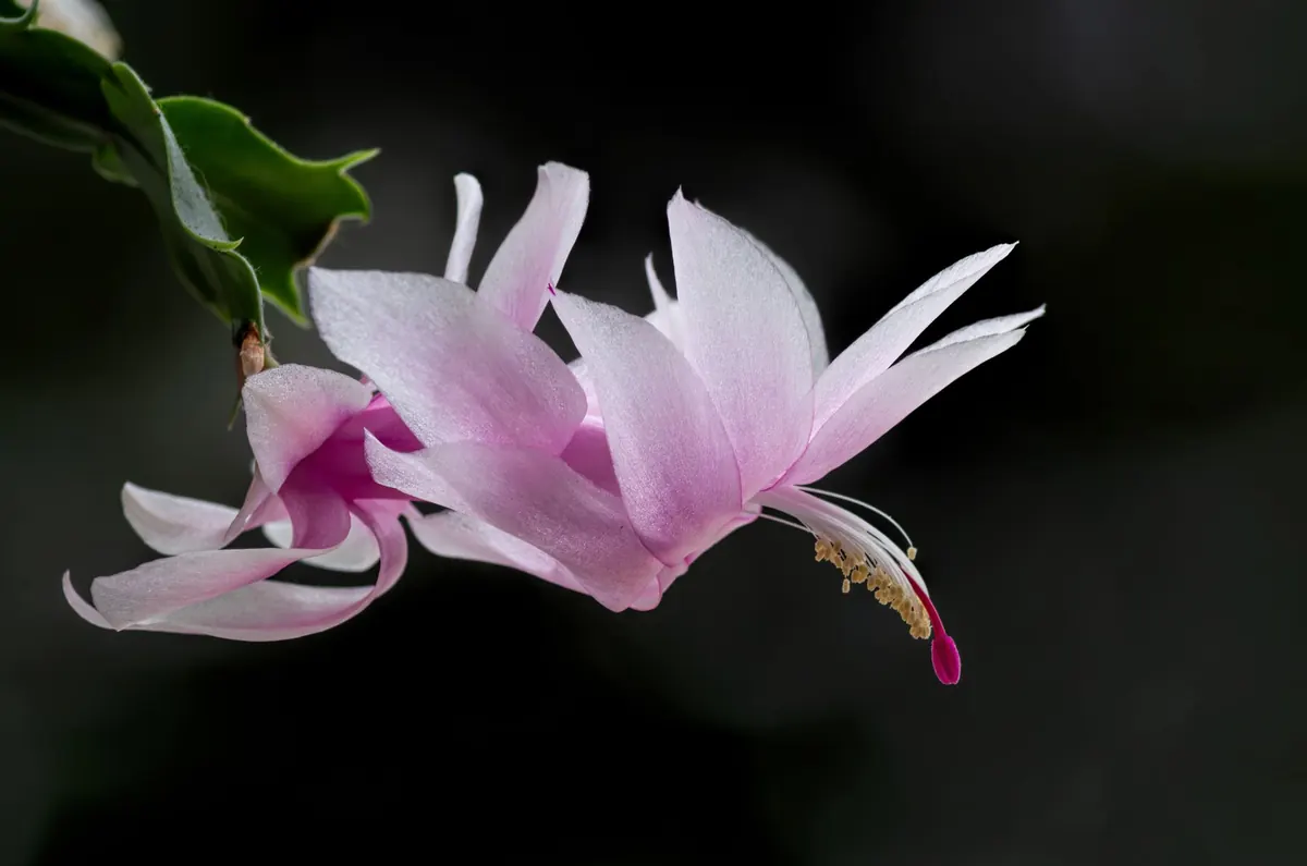 How to Care for a Christmas Cactus in Winter