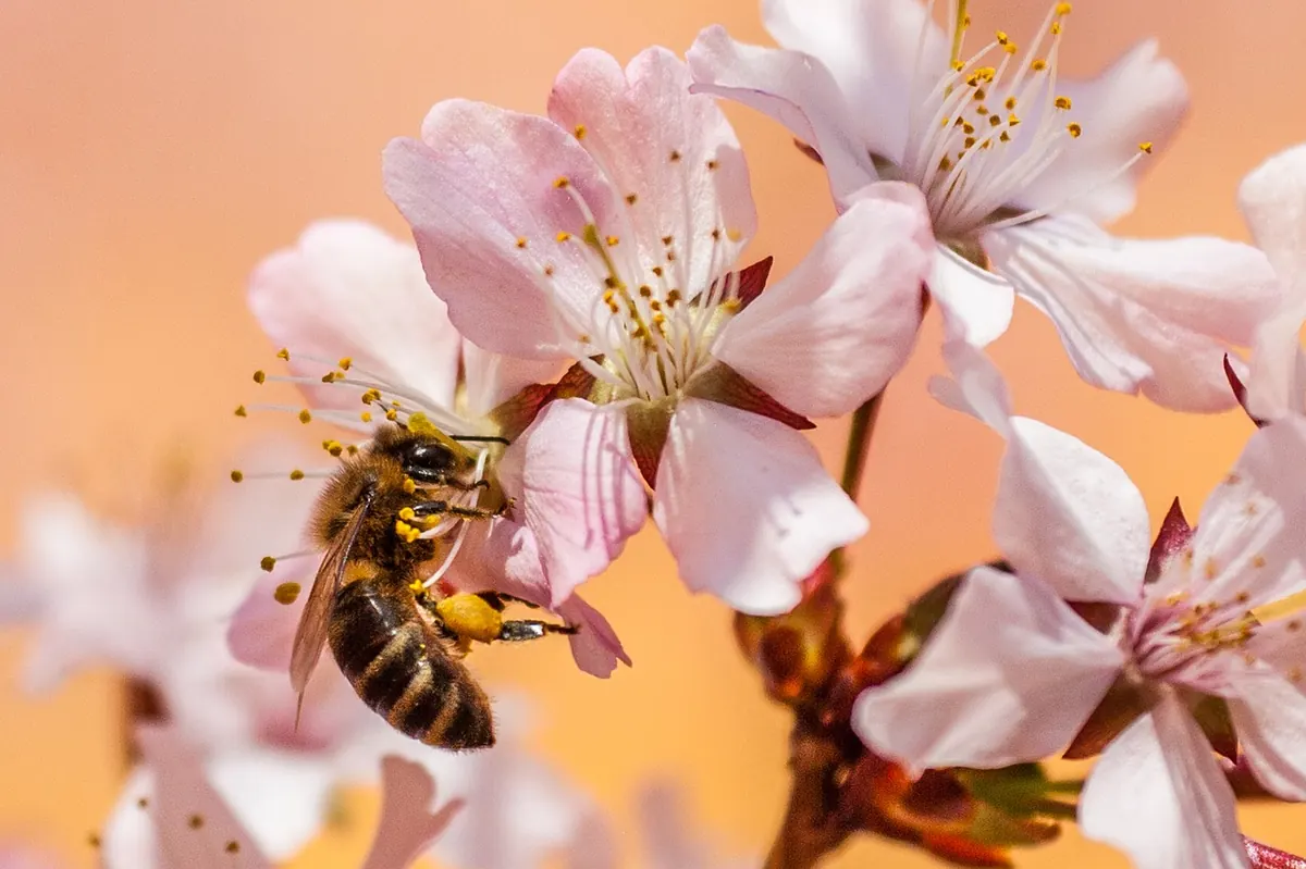 How to Make a Bee-Friendly Window Box for a UK Balcony