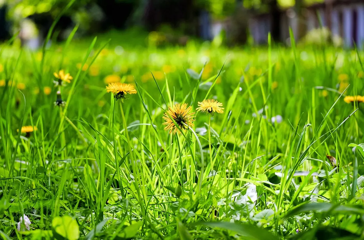 Wildflower Meadow vs. Traditional Lawn: Which Is Right for Your Garden?